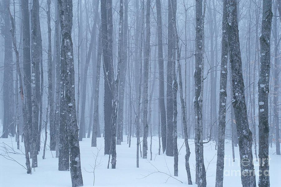 Foggy Winter Woods Photograph by Alan L Graham
