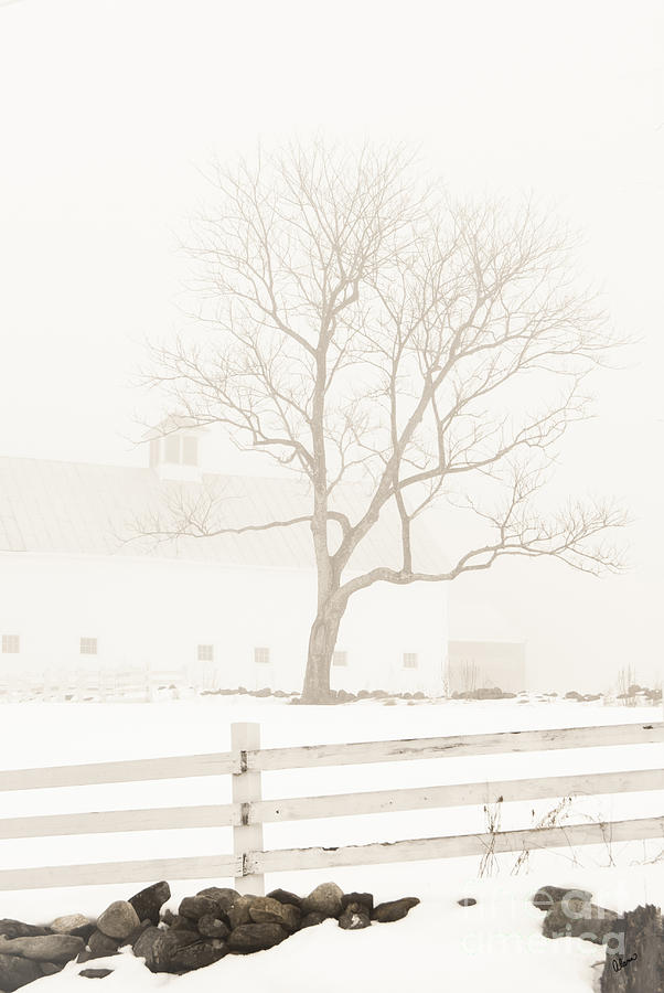 Foggy Winters Day Photograph by Alana Ranney