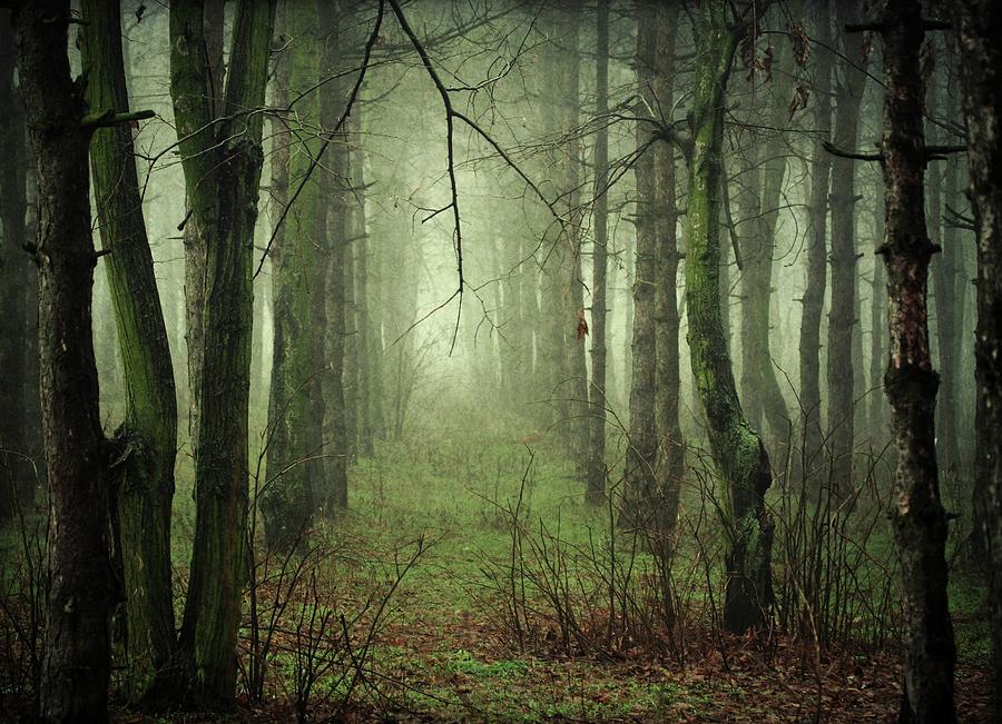 Foggy Woodland Photograph by By Julie Mcinnes