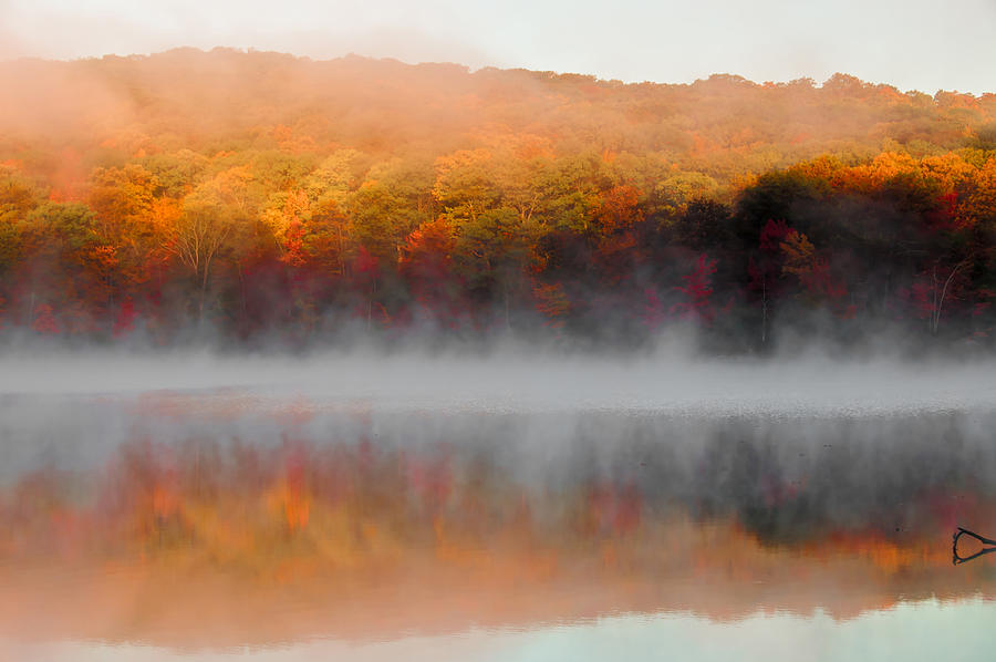 Foliage in the Fog Photograph by Anthony Sacco