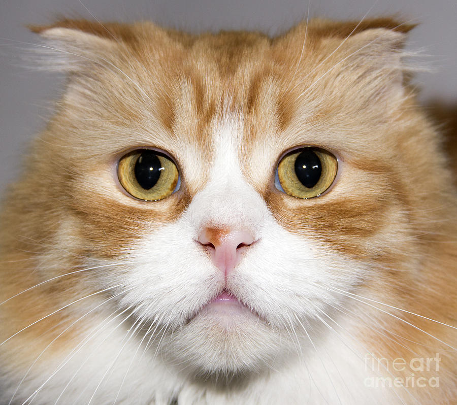 Cat Photograph - Folded Ear Cat by Jeannette Hunt
