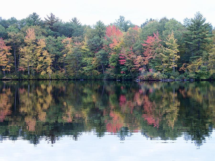 Bunganut Lake Foliage 1 Photograph by Lynne Miller - Fine Art America