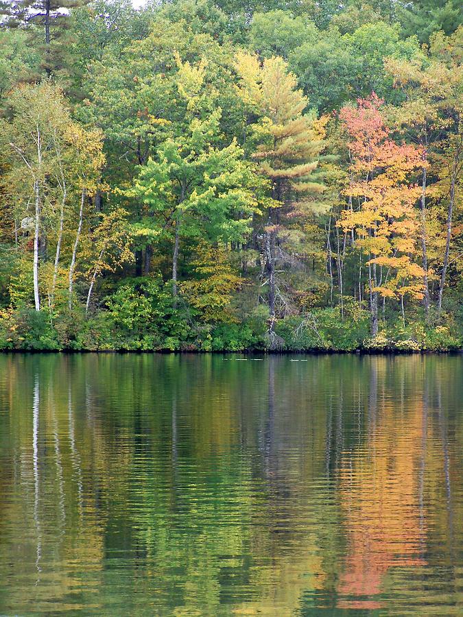 Bunganut Lake Foliage 3 Photograph by Lynne Miller - Fine Art America