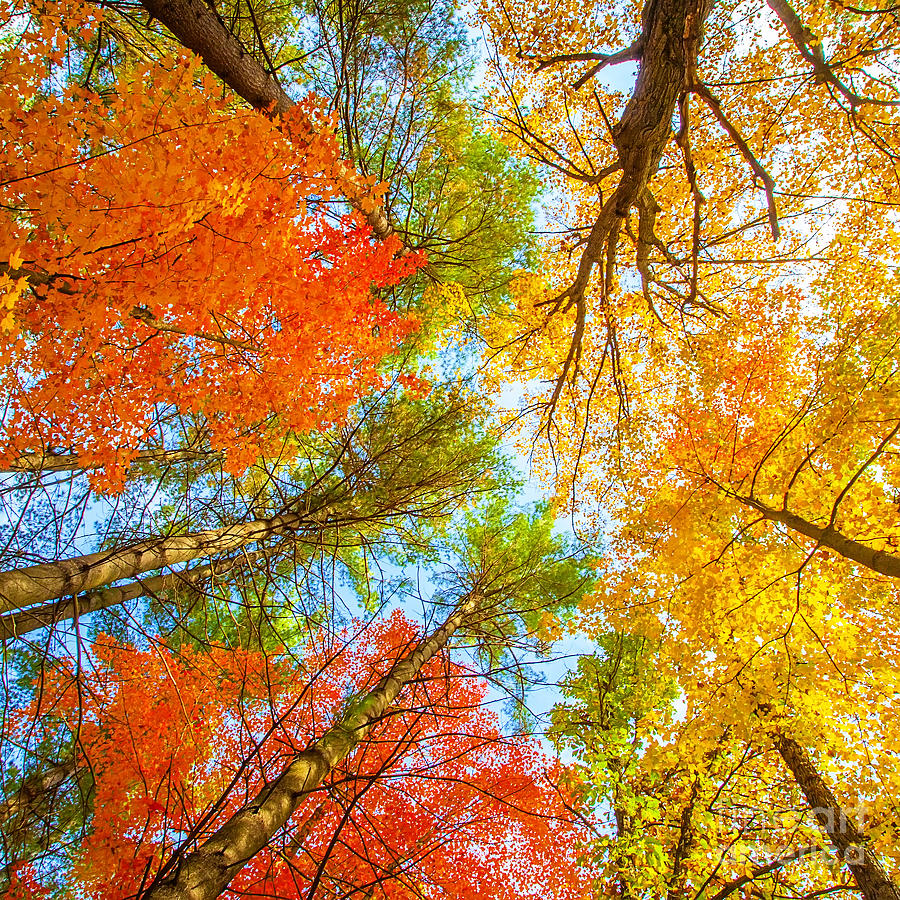 Foliage Aflame Photograph by Katya Horner - Fine Art America