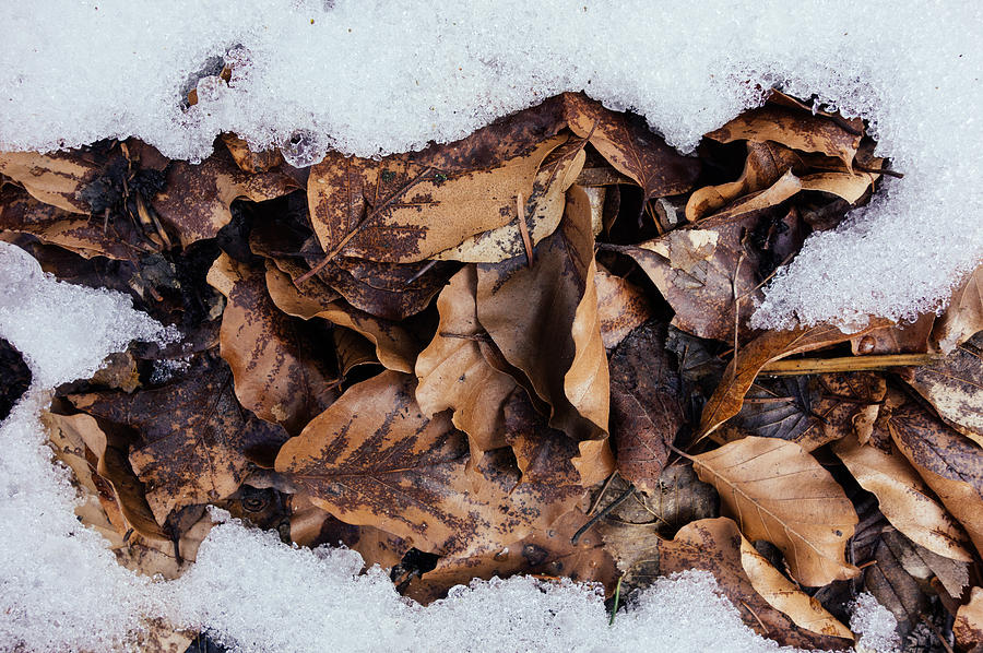 Foliage and snow Photograph by Matthias Hauser