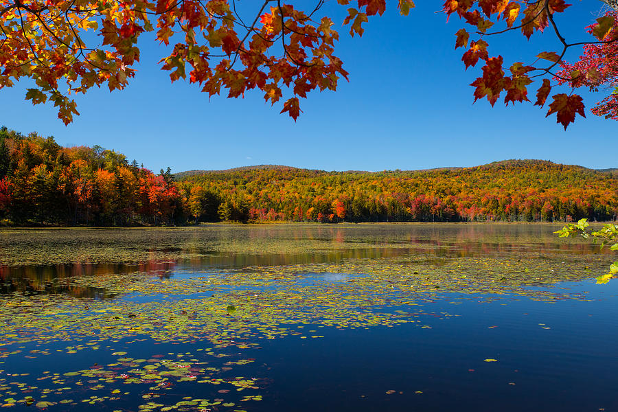 Foliage at Burbee Pond  Photograph by Vance Bell