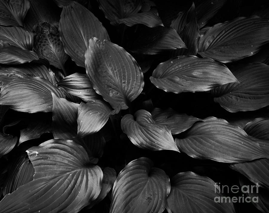 Foliage Black and White Photograph by Andrea Anderegg