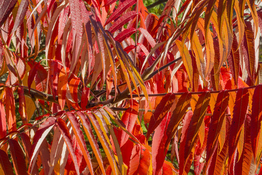 Foliage Colors Photograph by Nick Mares