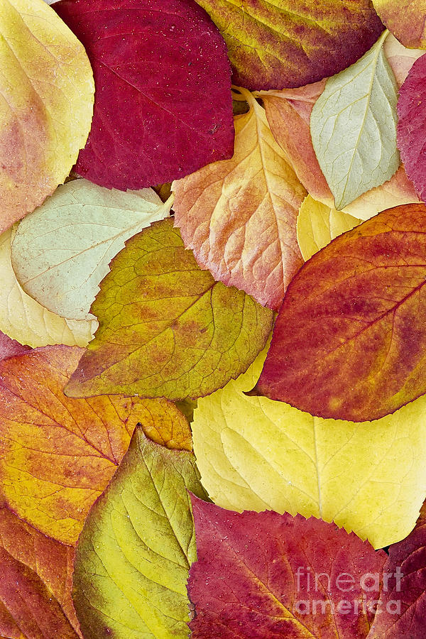 Fall Photograph - Foliage Quilt by Alan L Graham