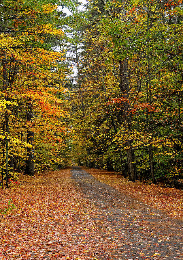 Foliage Road Photograph by Liz Mackney