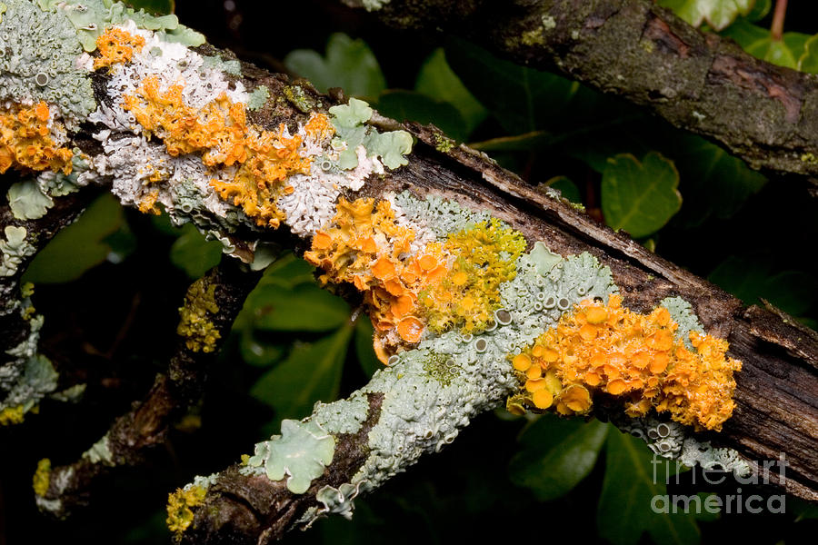 Foliose And Fruticose Lichens On Dead Photograph by Gregory G. Dimijian