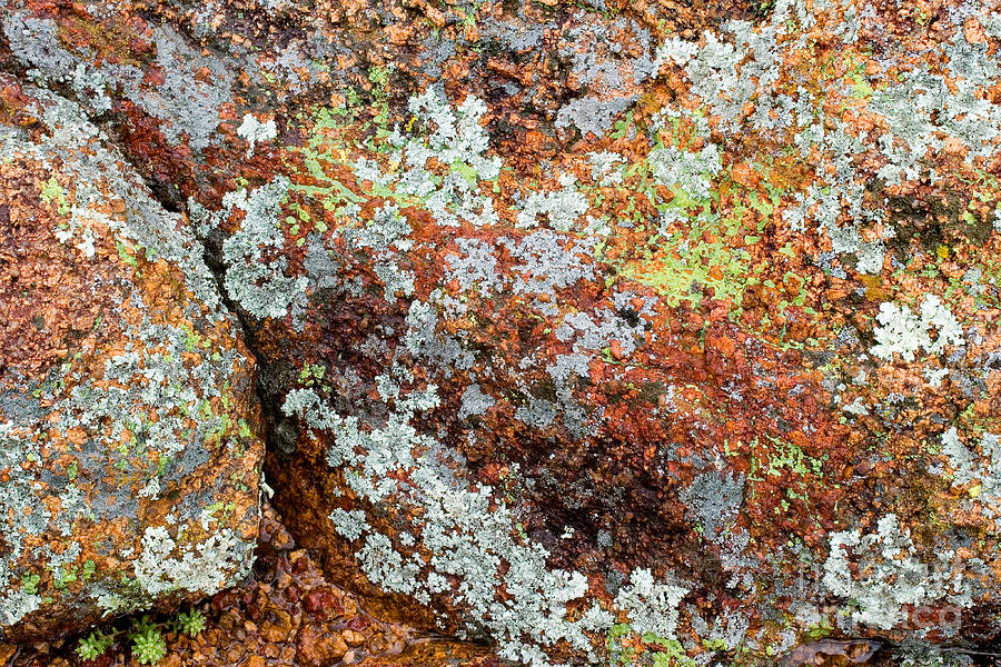 Foliose Lichens On Red Granite Photograph by Gregory G. Dimijian