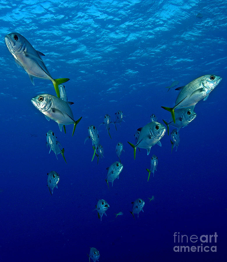 Fish Photograph - Follow Jack by Carey Chen