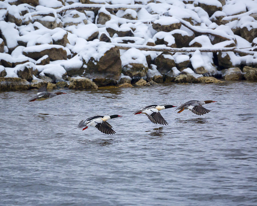 Follow Me - Common Mergansers Photograph by Jack R Perry