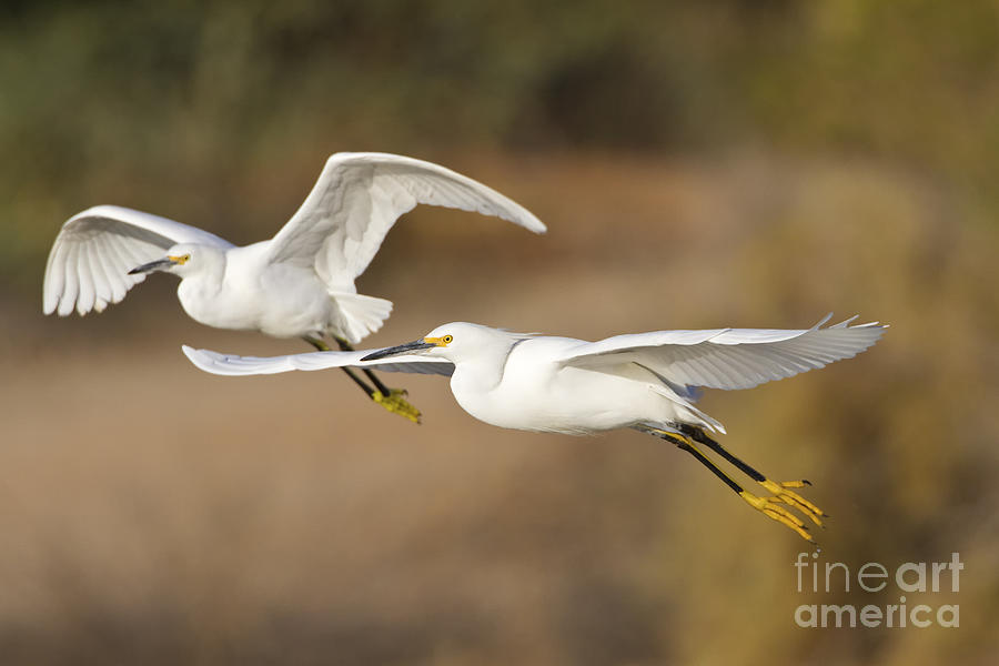 Follow me Egrets Photograph by Bryan Keil