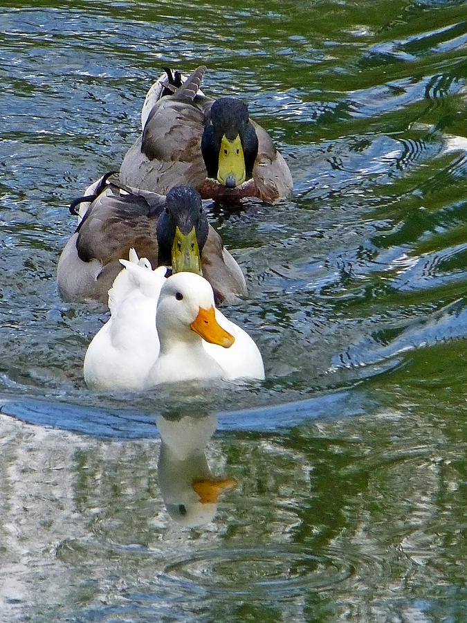 Follow Me Ducks Photograph by Gill Billington