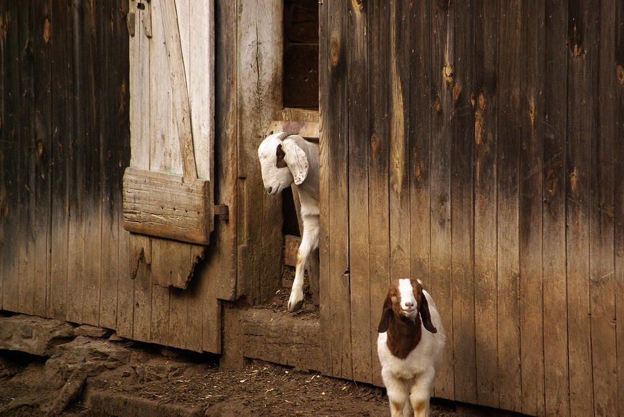 Goat Photograph - Follow Me by Lindy Whiton