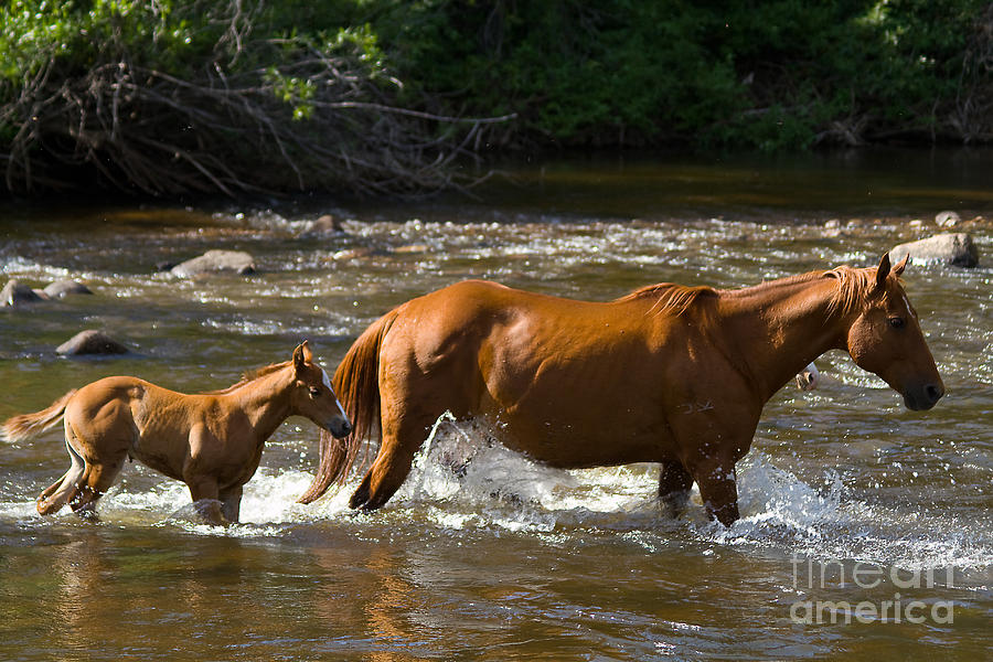 Horse Photograph - Follow Me by Nikole Morgan