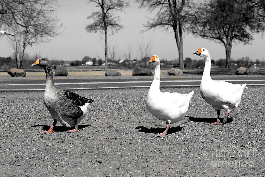 Goose Photograph - Follow that Goose by Carol Groenen