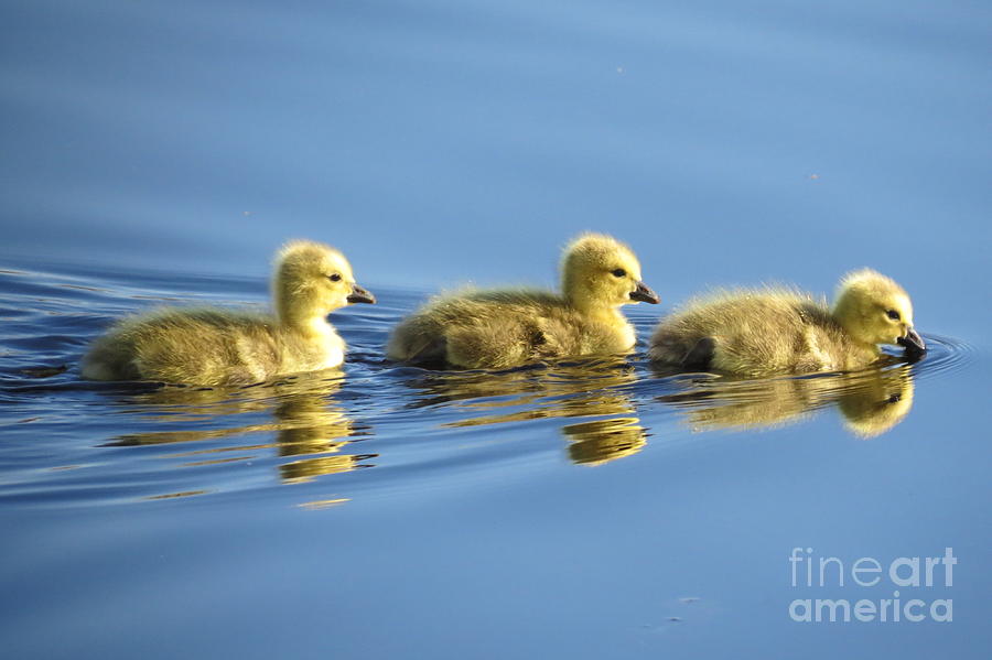 Spring Photograph - Follow the leader by Debra Roffo