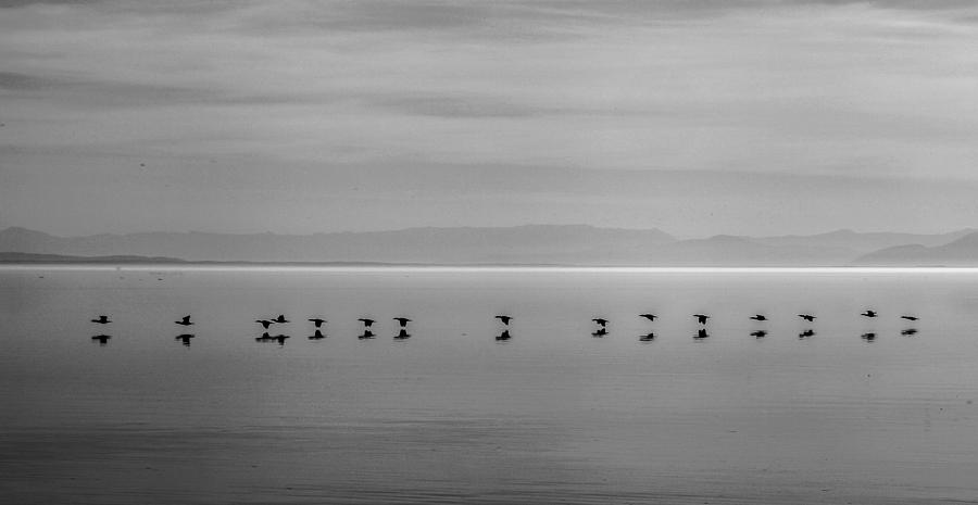 Salton Sea Photograph - Follow The Leader by Robert Aycock Salton Sea Photograph - Follow The Leader by Robert Aycock