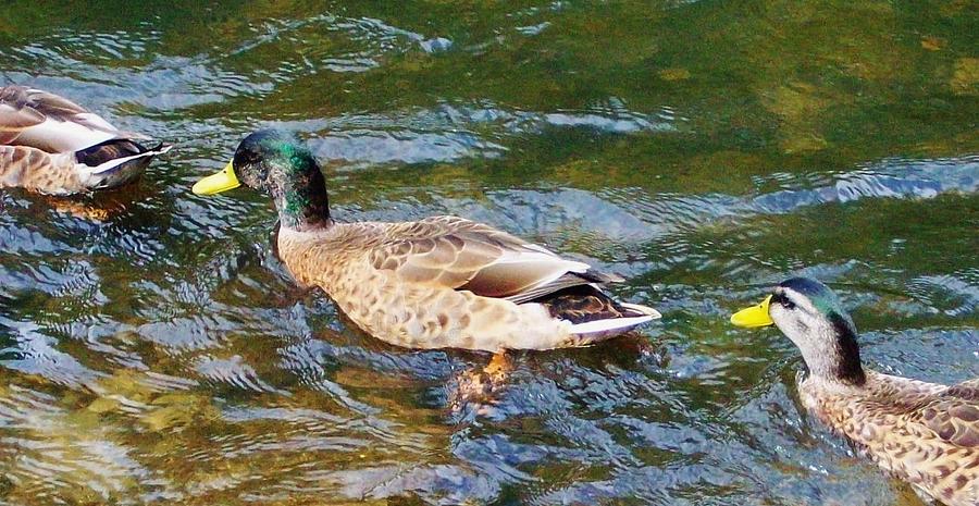 Duck Photograph - Follow the Leader by Sharon Ackley