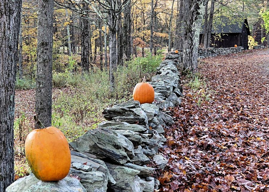 Follow the Pumpkin Trail Photograph by Janice Drew