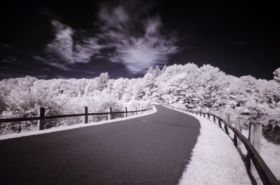 Nature Photograph - Infrared through the Trees by Crystal Wightman