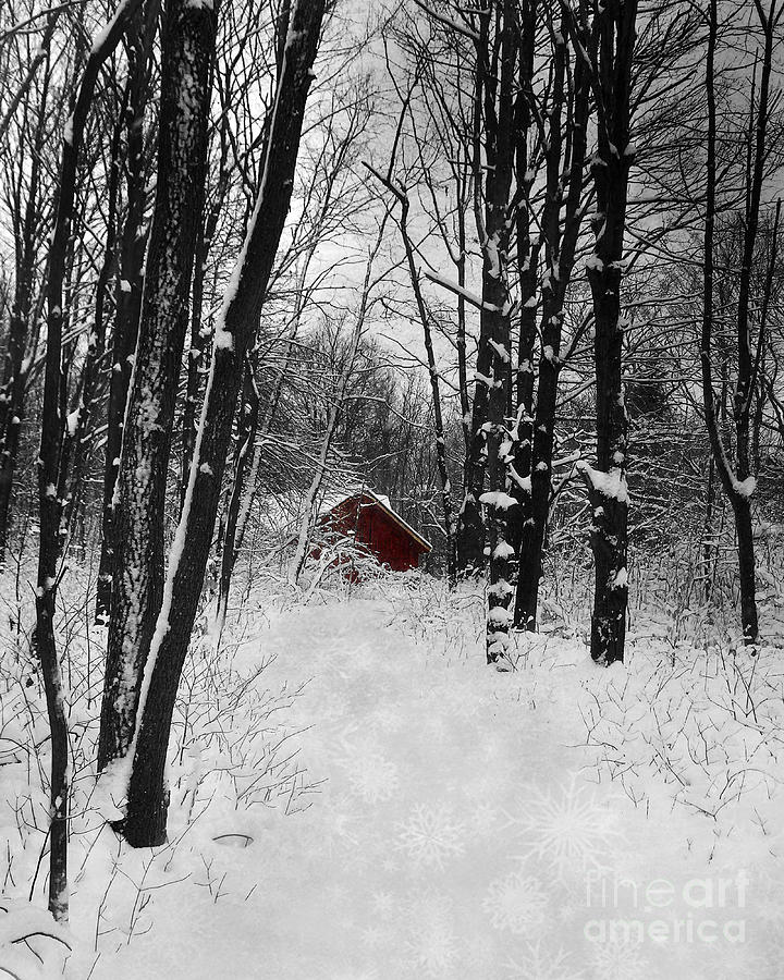 Follow The Snowflake Trail Photograph by Kathi Mirto