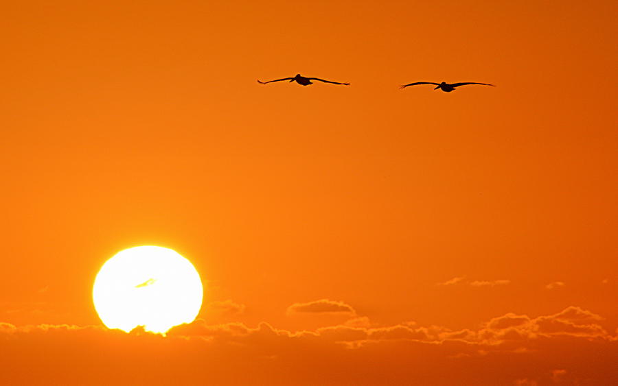 Follow the Sun Photograph by AJ  Schibig
