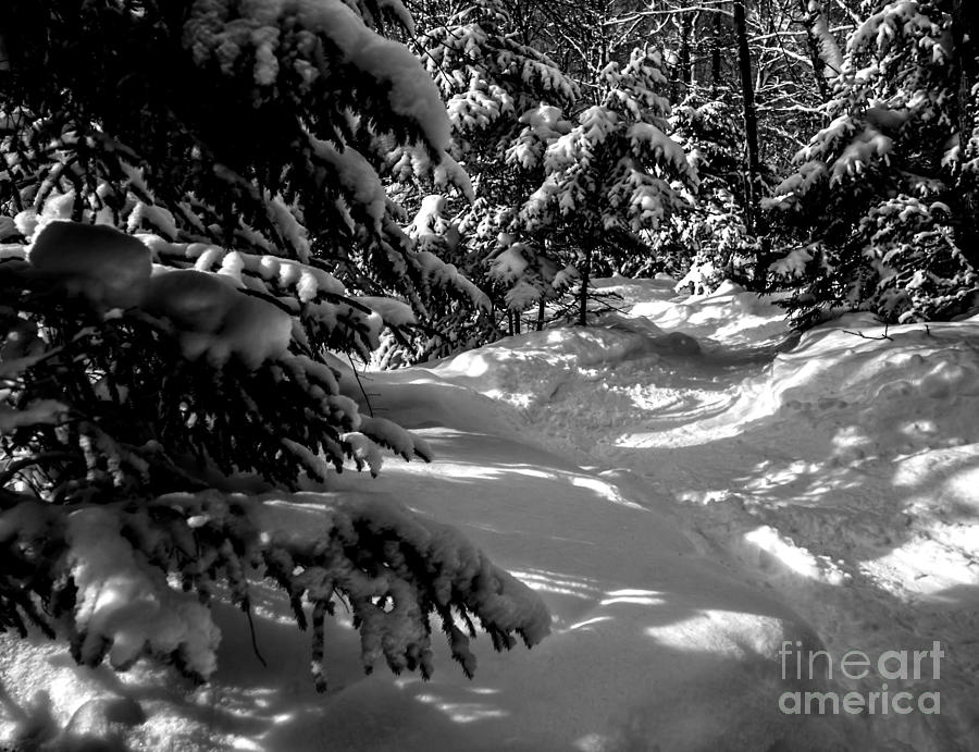 Tree Photograph - Follow the White Snowy Path by James Aiken