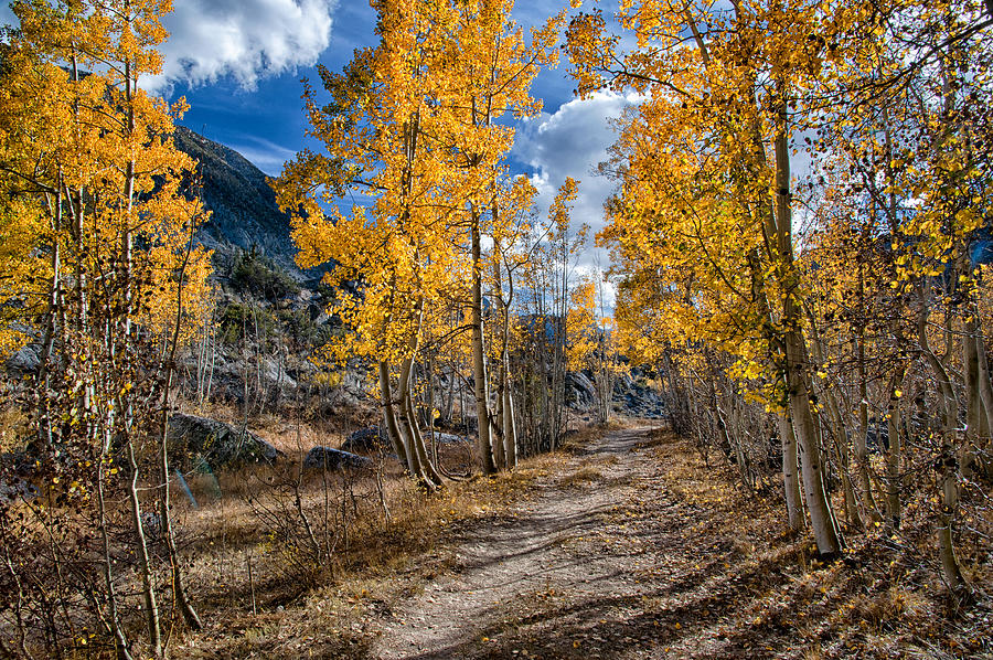 Mountain Photograph - Follow the Yellow Tree Road by Cat Connor