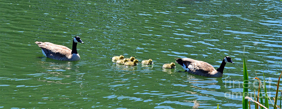 Following the Leader in Golden Gate Park Photograph by Jim Fitzpatrick