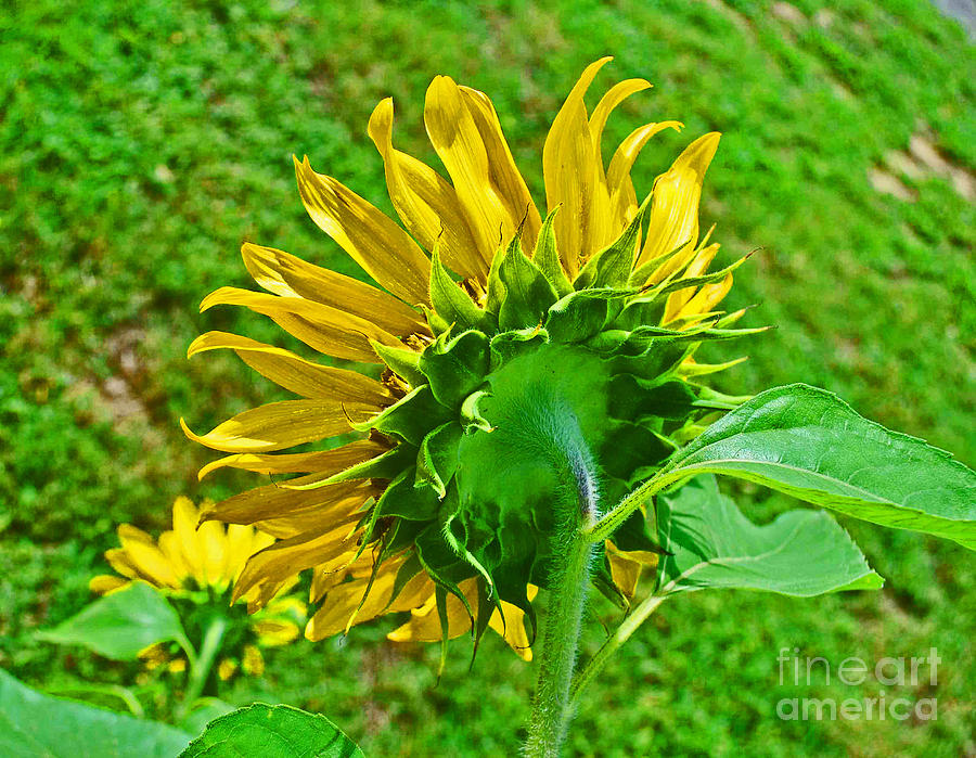 Sunflower Following the Sun Photograph by George D Gordon III
