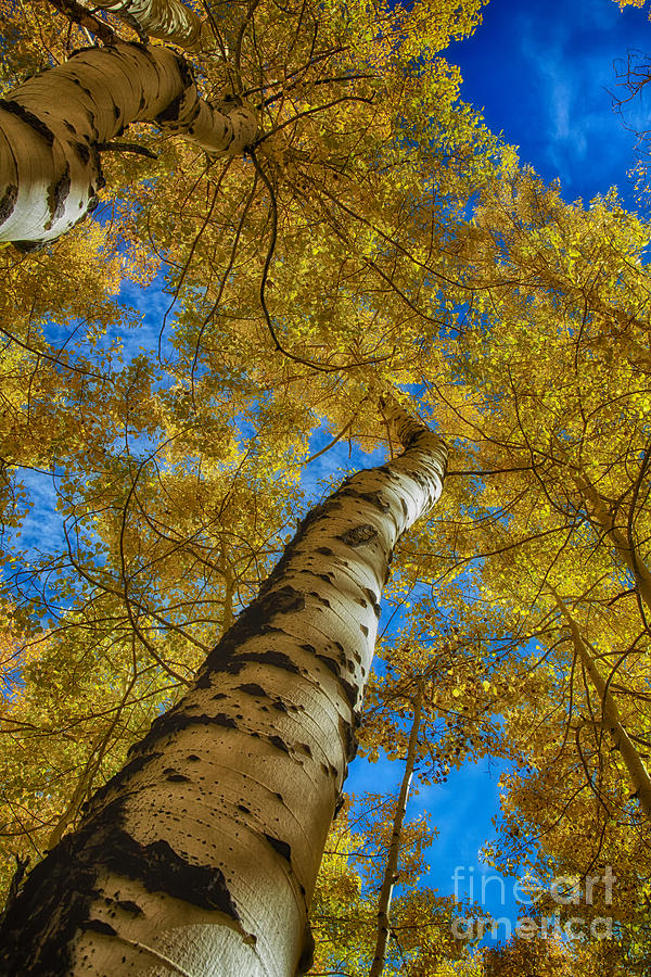 Following The Tree Trunk To The Sky Hdr Photograph