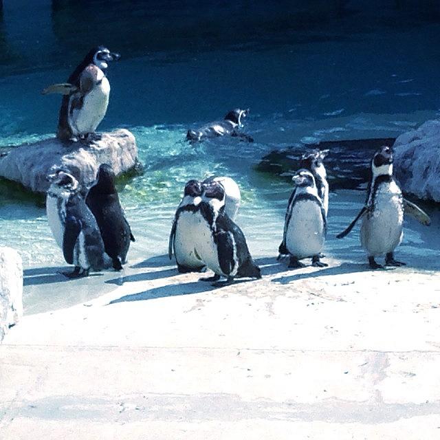Penguin Photograph - Folly Farm Penguins by Dean Bristow