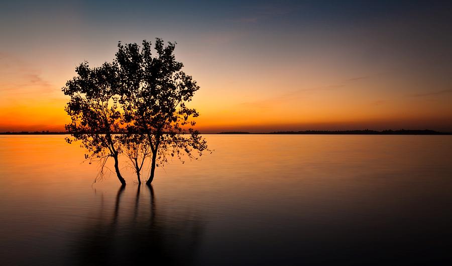 Folsom Lake Tree Photograph by Daniel Czerwinski - Fine Art America