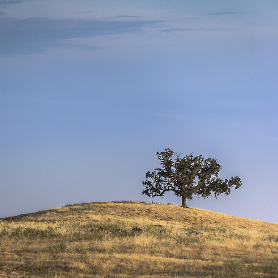 Folsom Tree Photograph by Lee Harland