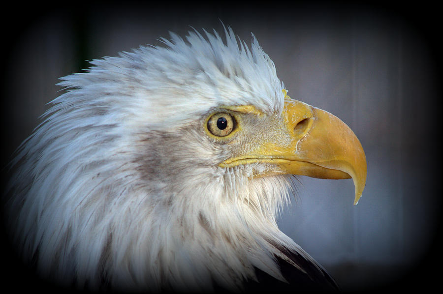 Fontana Eagle Portrait 2 Photograph by Bonfire Photography