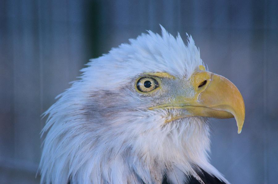 Fontana Eagle Portrait Photograph by Bonfire Photography
