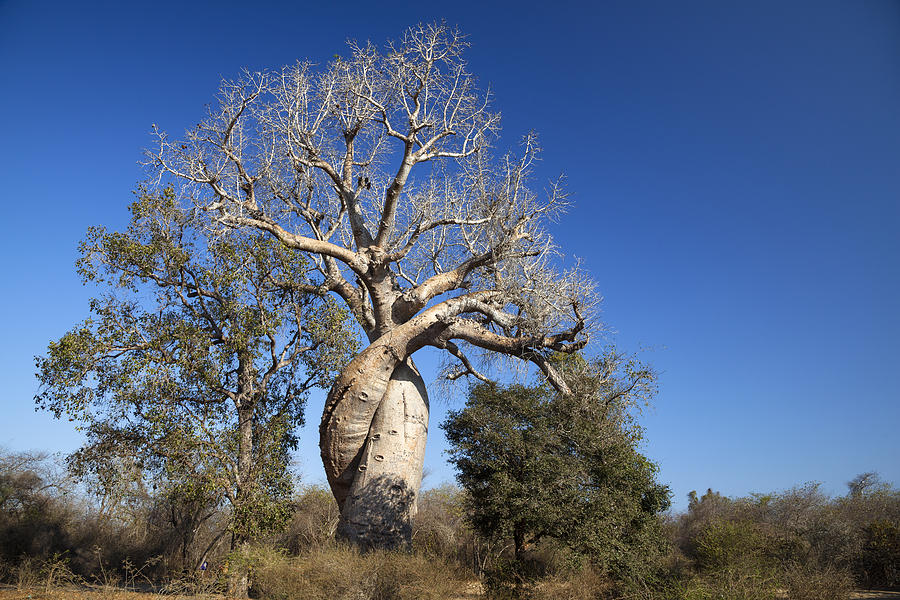 Fony Baobab Madagascar Photograph by Konrad Wothe