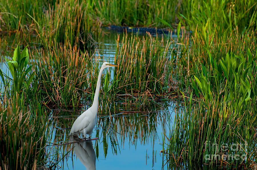 Food Chain Photograph By Photos By Cassandra - Fine Art America