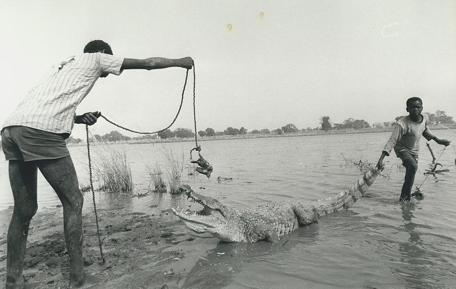 Food For Sacred Alligators Photograph by Retro Images Archive