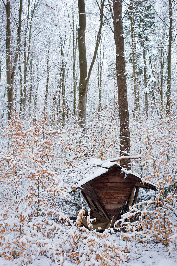 Food point for animals in the winterly forest Photograph by Matthias Hauser