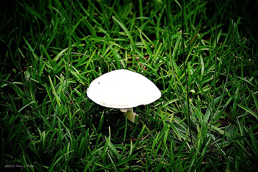 Fools Mushroom Photograph by Tara Potts
