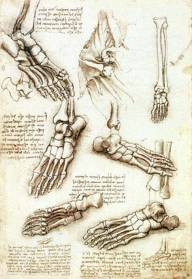 Foot Anatomy By Leonardo Da Vinci Photograph by Sheila Terry