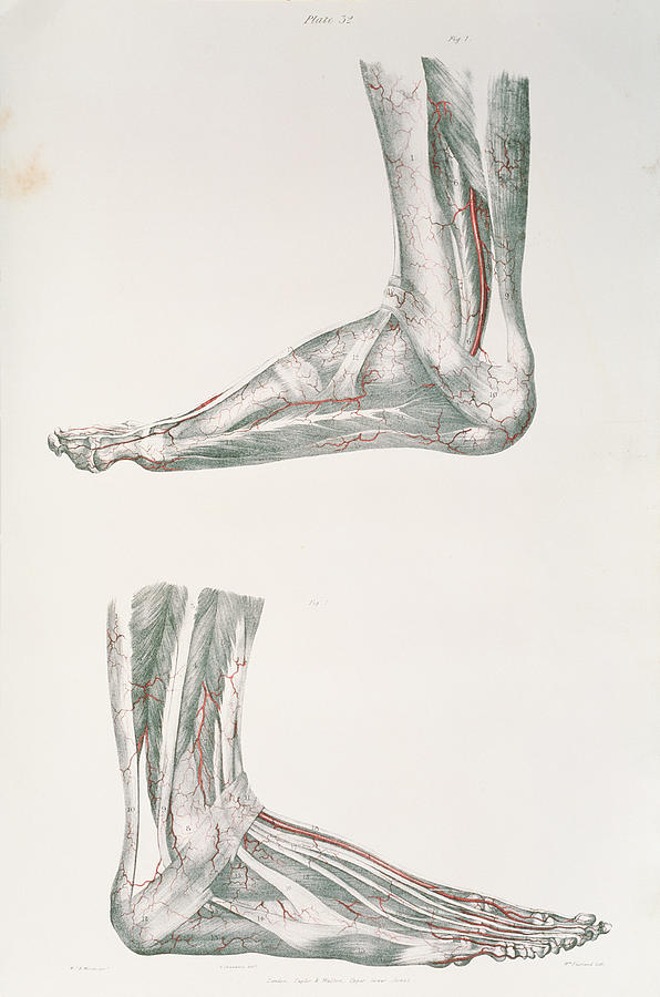 Foot Arteries Photograph by Sheila Terry/science Photo Library - Fine ...