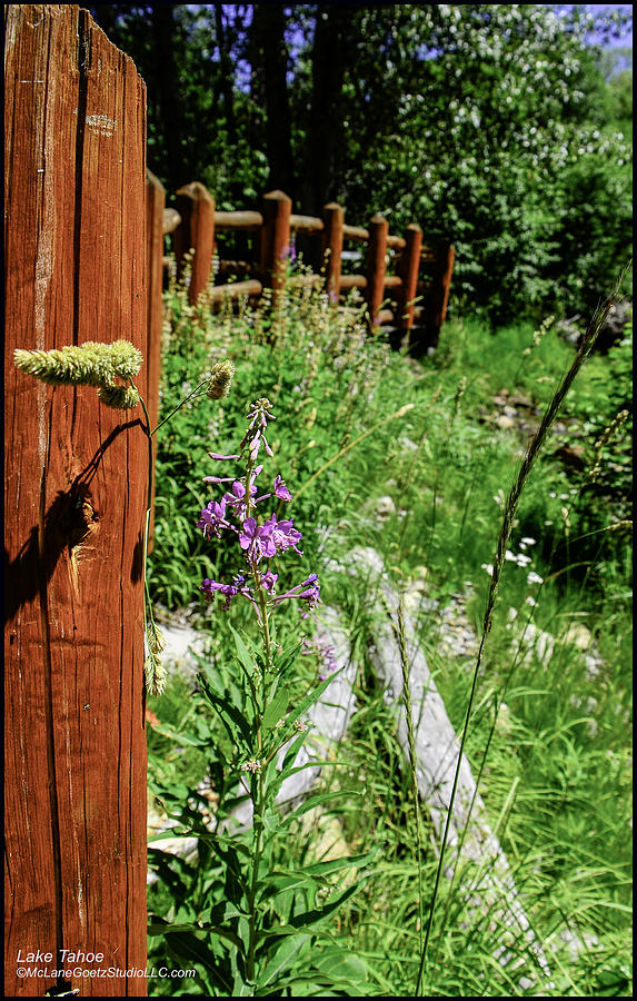 Summer Photograph - Foot Bridge at Lake Tahoe California  by LeeAnn McLaneGoetz McLaneGoetzStudioLLCcom