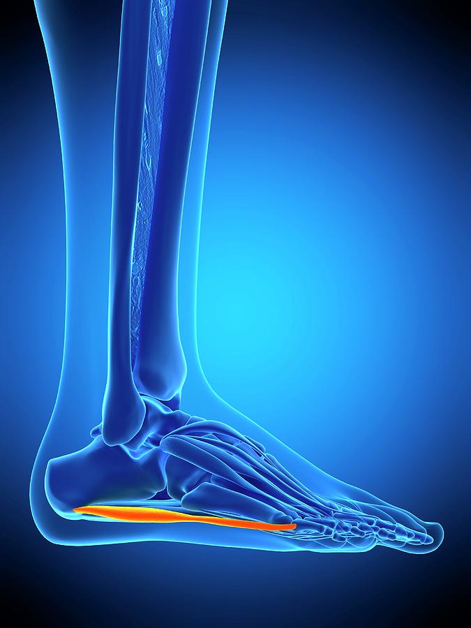 Foot Muscle by Sebastian Kaulitzki/science Photo Library