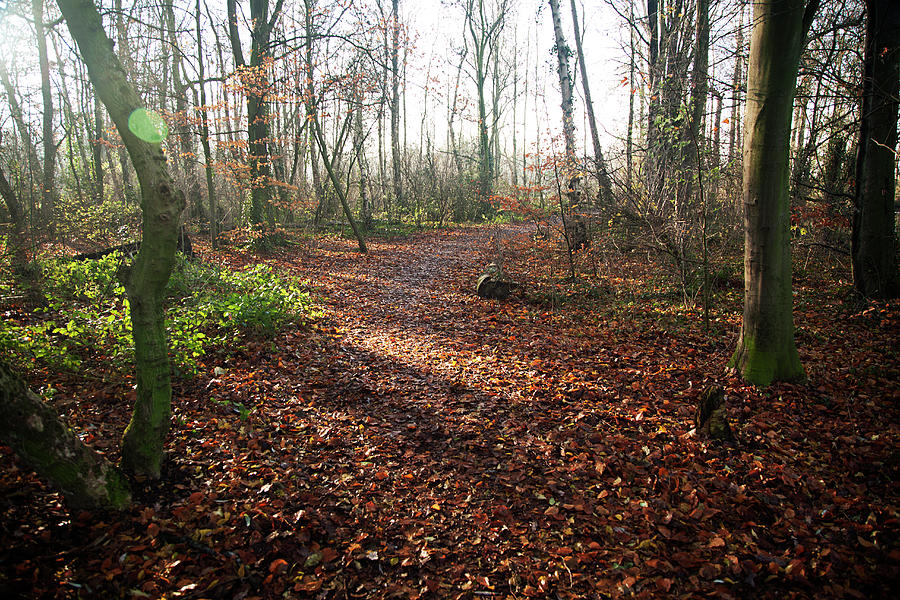 Foot Path In Forest Covered With Autumn Photograph by Roel Meijer